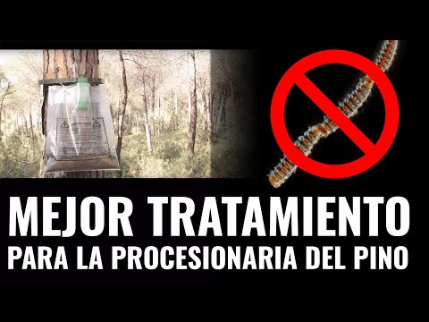 Procerex – Colar Armadilha para Lagarta do Pinheiro 110 cm